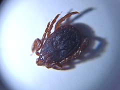 Ixodidae