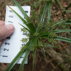 Cyperus meyenianus