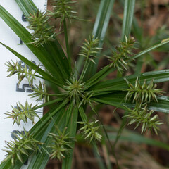 Cyperus meyenianus
