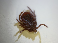 Ixodidae