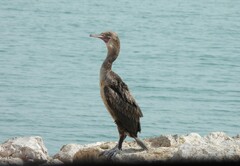 Phalacrocorax nigrogularis