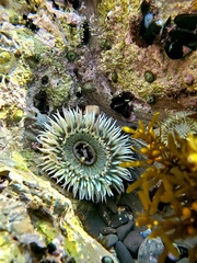 Anthopleura sola