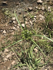 Cyperus eragrostis