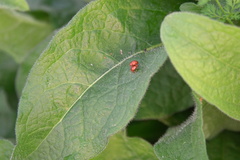 Sphaeroderma testaceum