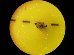 Elaphropeza ephippiata