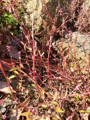 Persicaria attenuata