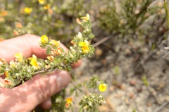 Aspalathus marginata