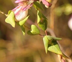 Polygala fruticosa