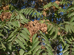 Ailanthus altissima