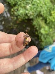 Argyrogramma verruca