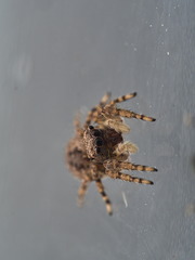 Mexigonus