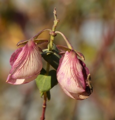Polygala fruticosa