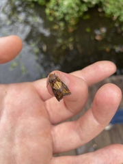 Argyrogramma verruca