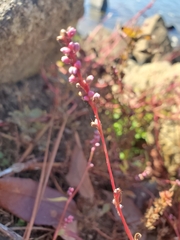 Persicaria attenuata