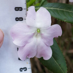 Impatiens sodenii