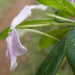 Impatiens sodenii