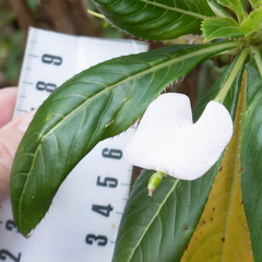 Impatiens sodenii