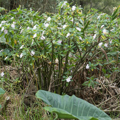 Impatiens sodenii