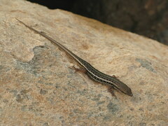 Trachylepis variegata