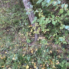 Hypnum cupressiforme