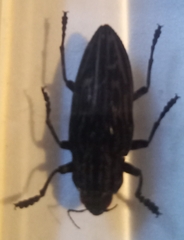 Chrysodema