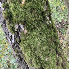 Hypnum cupressiforme