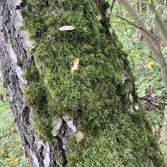 Hypnum cupressiforme