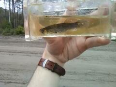 Fundulus escambiae