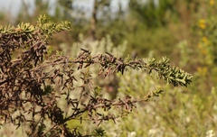 Indigofera flabellata