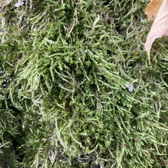 Hypnum cupressiforme