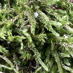 Hypnum cupressiforme