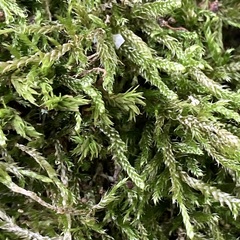 Hypnum cupressiforme