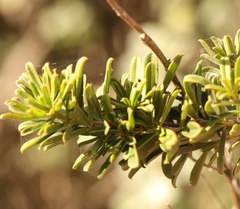 Indigofera flabellata