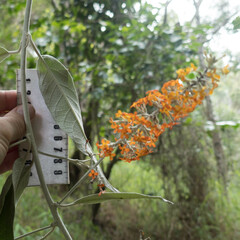 Buddleja madagascariensis