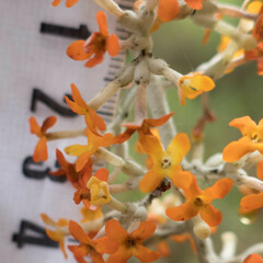 Buddleja madagascariensis