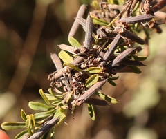 Indigofera flabellata
