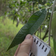Buddleja madagascariensis