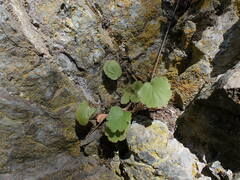 Heuchera cylindrica