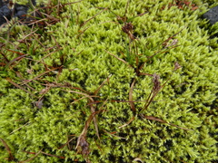 Racomitrium canescens