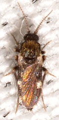 Forcipomyia