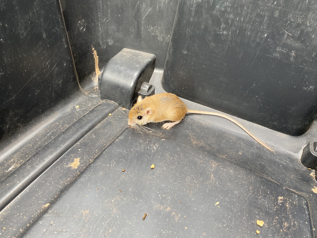 Burbil Rasse Bushveld Gerbil from Arandis, Namib-Naukluft, NA-ER, NA on October 30 ...