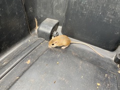 Gerbilliscus leucogaster