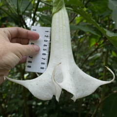 Brugmansia arborea