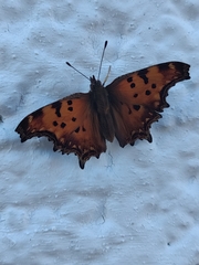 Polygonia egea