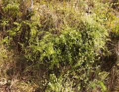 Gleichenia polypodioides