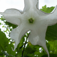 Brugmansia arborea