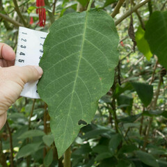 Brugmansia arborea