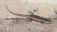 Trachylepis punctatissima