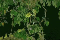 Brotogeris versicolurus