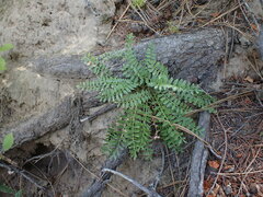 Polemonium pulcherrimum